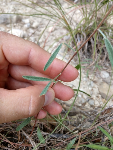 Image of Dalea hallii by (c) Cleveland Powell, some rights reserved (CC BY)