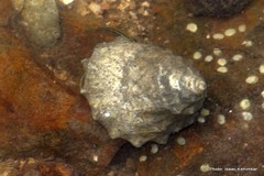 Trochus radiatus