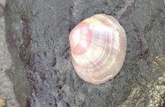 Semele
