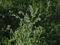 Anchusa officinalis