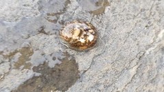 Neripteron violaceum