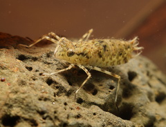 Anisoptera