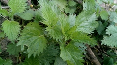 Urtica dioica