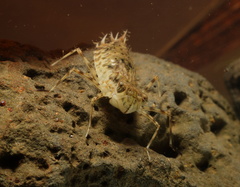 Anisoptera