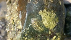 Chiton