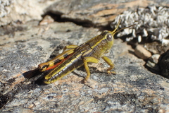 Brachaspis collinus