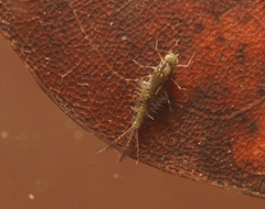 Baetidae
