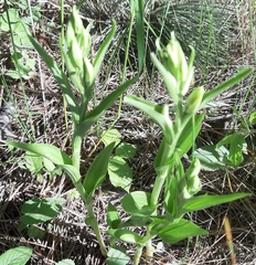 Cephalanthera damasonium