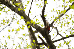 Dendrocopos major