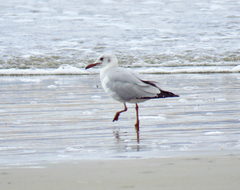 Chroicocephalus cirrocephalus