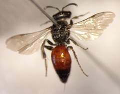 Sphecodes ephippius