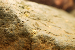 Baetidae