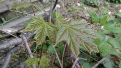 Acer platanoides