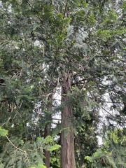 Chamaecyparis obtusa