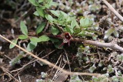 Brachystelma australe