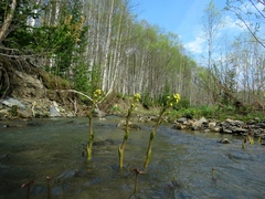 Petasites radiatus