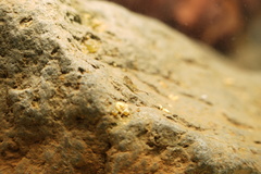 Baetidae