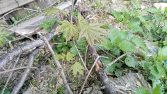 Acer platanoides