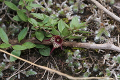 Brachystelma australe