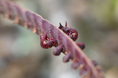 Bulbophyllum scaberulum