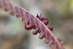 Bulbophyllum scaberulum