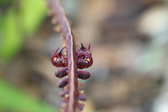 Bulbophyllum scaberulum