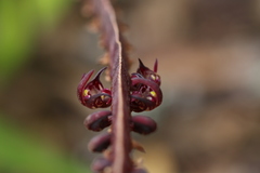 Bulbophyllum scaberulum