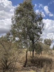 Eucalyptus coolabah