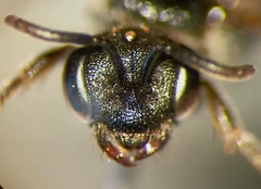 Sphecodes ephippius