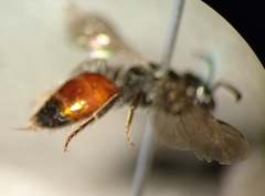 Sphecodes ephippius