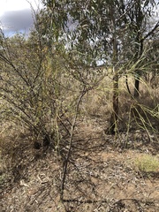 Acacia stenophylla