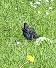 Sturnus vulgaris