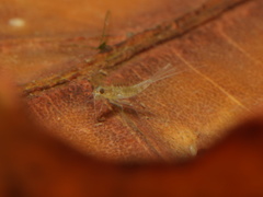 Baetidae