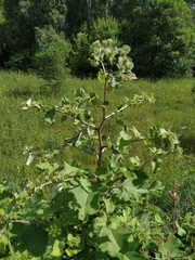 Arctium nemorosum