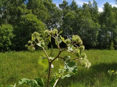 Arctium nemorosum