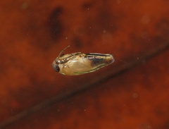 Anisops