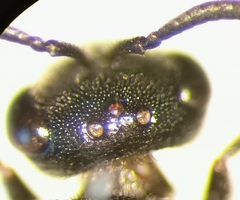 Sphecodes ephippius