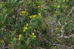Euryops brevipapposus