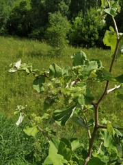 Arctium nemorosum