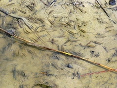 Leucaspius delineatus