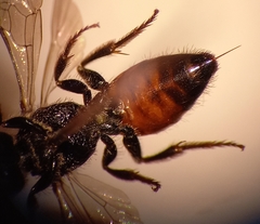 Sphecodes ephippius