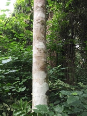 Piptadeniastrum africanum