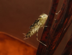 Anisoptera