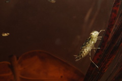 Anisoptera