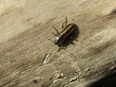 Prasocuris phellandrii