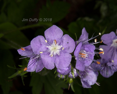 Phacelia bipinnatifida