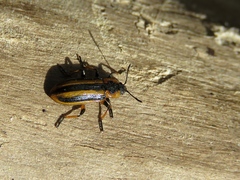 Prasocuris phellandrii