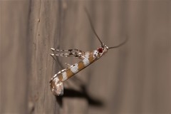 Acrocercops hedymopa