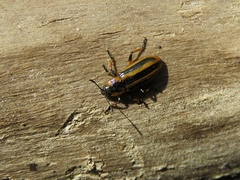 Prasocuris phellandrii