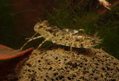 Anisoptera
